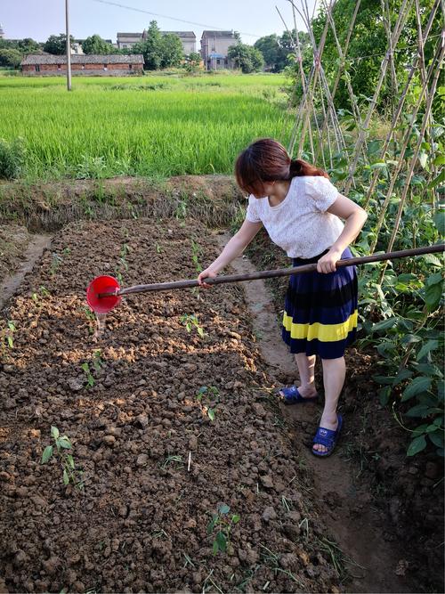 农村姑娘去蔬菜园种菜的相关图片