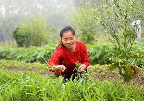 农村姑娘在蔬菜园种菜的相关图片