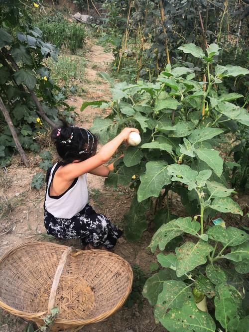 农村姑娘干活吃蔬菜图片的相关图片