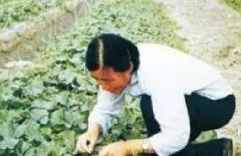 农村姑娘拔掉蔬菜种子的相关图片