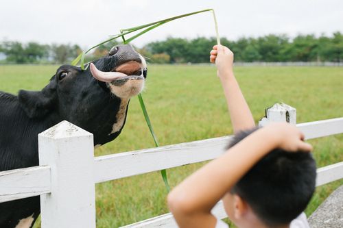 农村娃用新鲜蔬菜养牛的相关图片