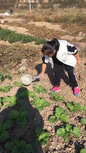农村小孩在家种植蔬菜图片的相关图片