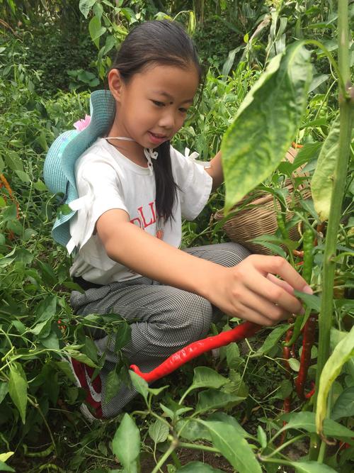 农村小孩在菜园摘蔬菜图片的相关图片