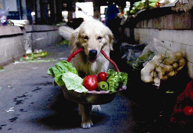 农村小狗吃蔬菜的相关图片
