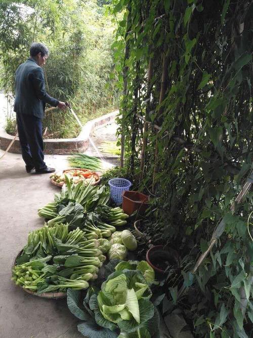 农村小院整理蔬菜视频的相关图片