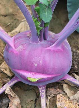 农村常见的紫色蔬菜有的相关图片