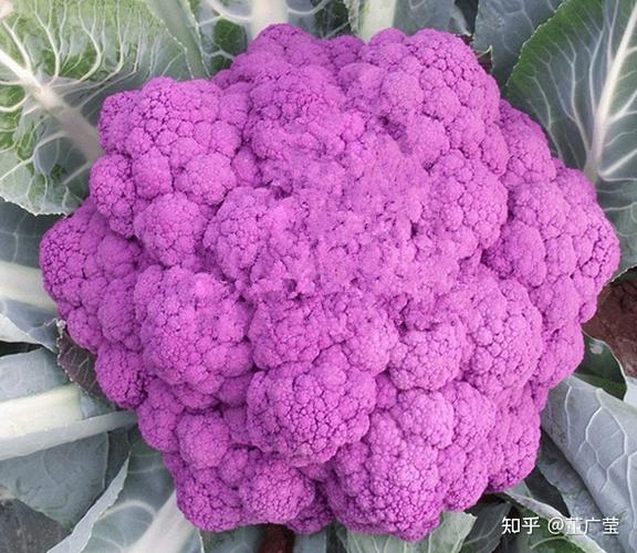 农村常见的紫色蔬菜有哪些的相关图片