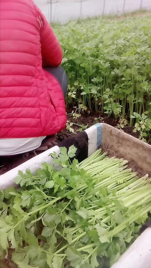 农村拔蔬菜视频的相关图片