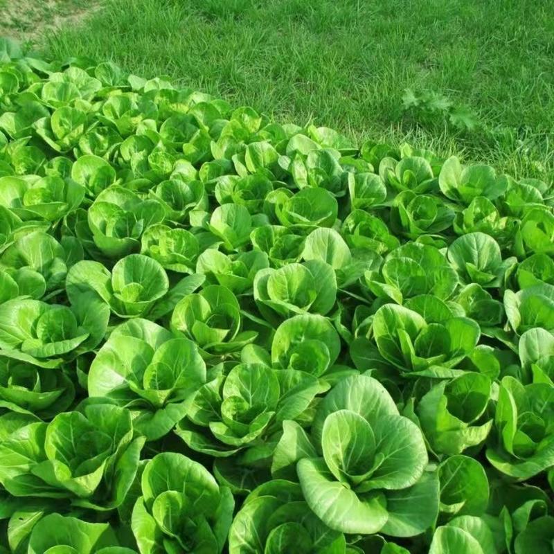 农村新鲜绿色蔬菜图片的相关图片