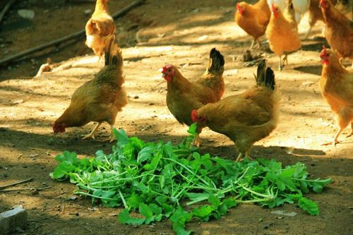 农村新鲜蔬菜与土鸡肉的相关图片
