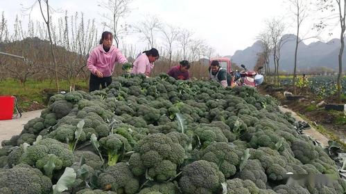 农村春节种植蔬菜图片的相关图片