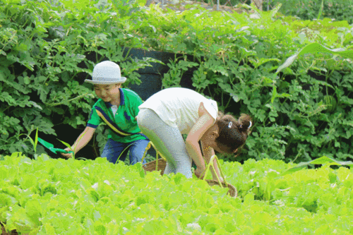 农村母女摘绿色蔬菜图片的相关图片