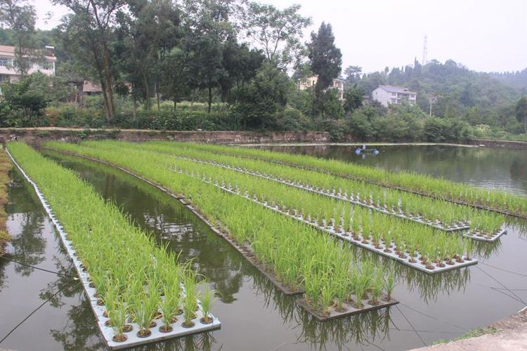 农村水池种植蔬菜的相关图片