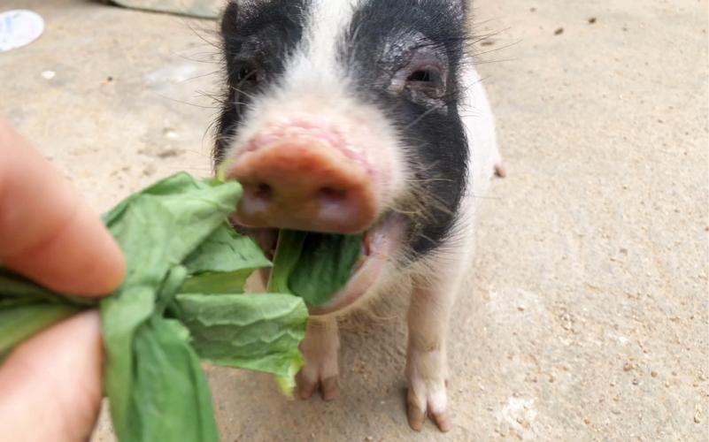 农村猪吃蔬菜的相关图片