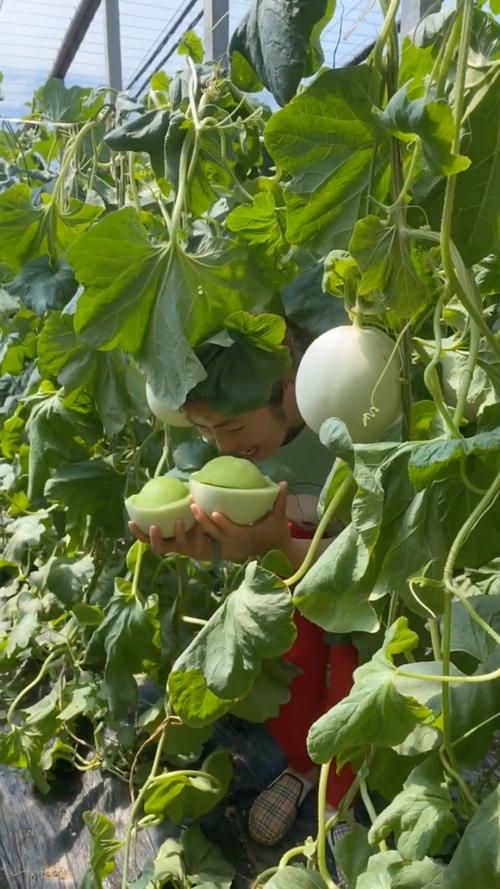 农村瓜果蔬菜清甜美味视频的相关图片