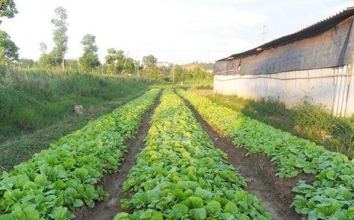 农村生态种植蔬菜的相关图片