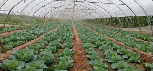 农村用新型方法种植蔬菜的相关图片