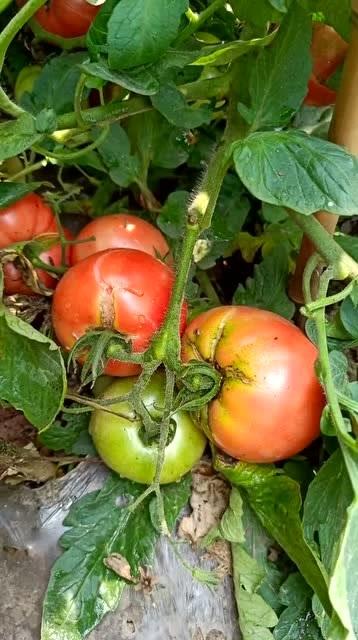 农村番茄蔬菜的相关图片