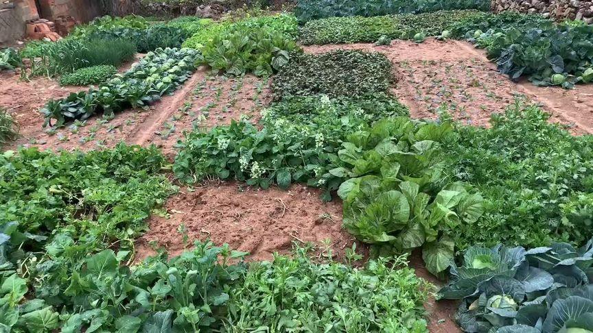 农村的菜园可以种什么蔬菜的相关图片