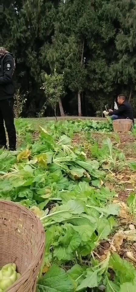 农村砍蔬菜的相关图片
