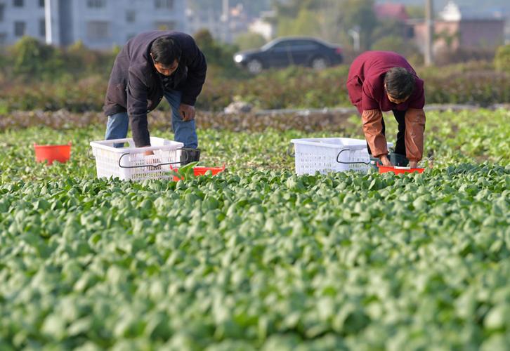 农村种植蔬菜的新闻标题的相关图片