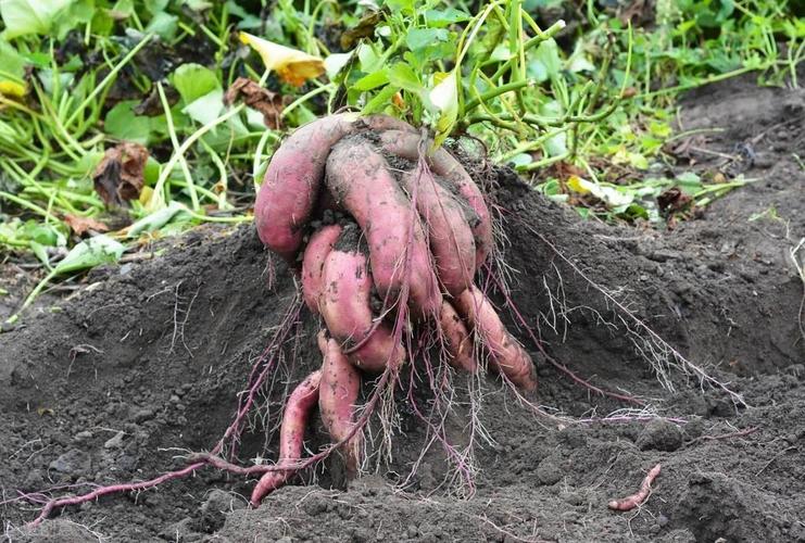 农村种植蔬菜能施肥吗吗的相关图片