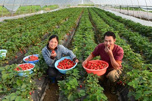 农村种草莓蔬菜的相关图片