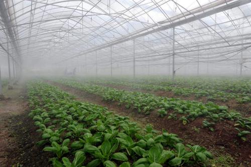 农村种蔬菜喷雾的相关图片