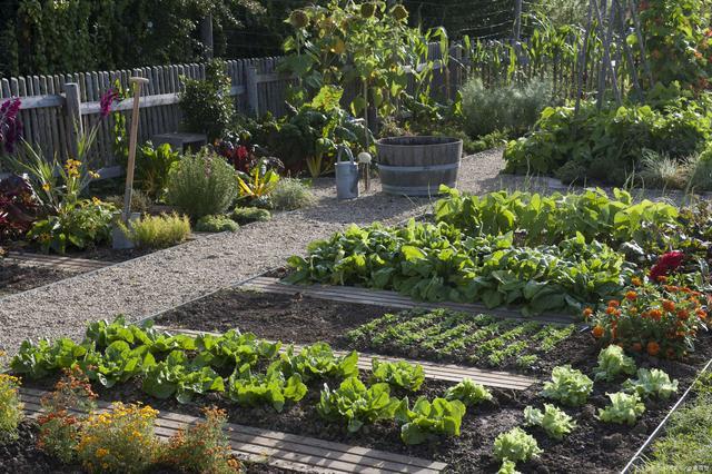 农村简单庭院种植蔬菜的相关图片