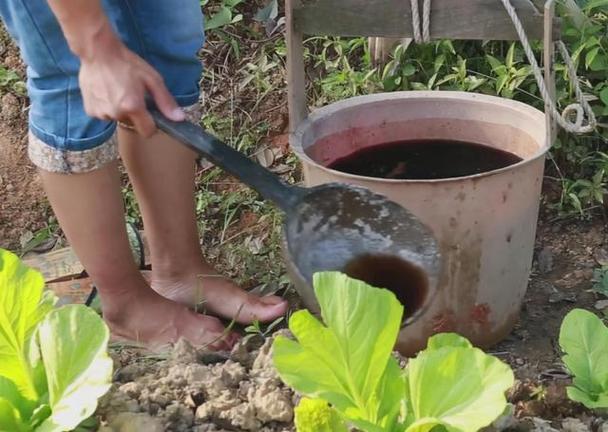 农村粪便水能浇蔬菜吗视频的相关图片