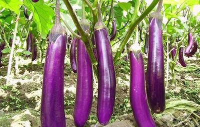 农村紫色蔬菜的相关图片