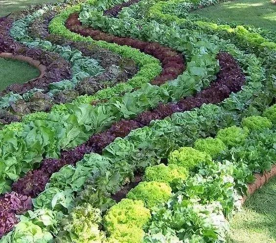 农村绿化带种植蔬菜方案的相关图片