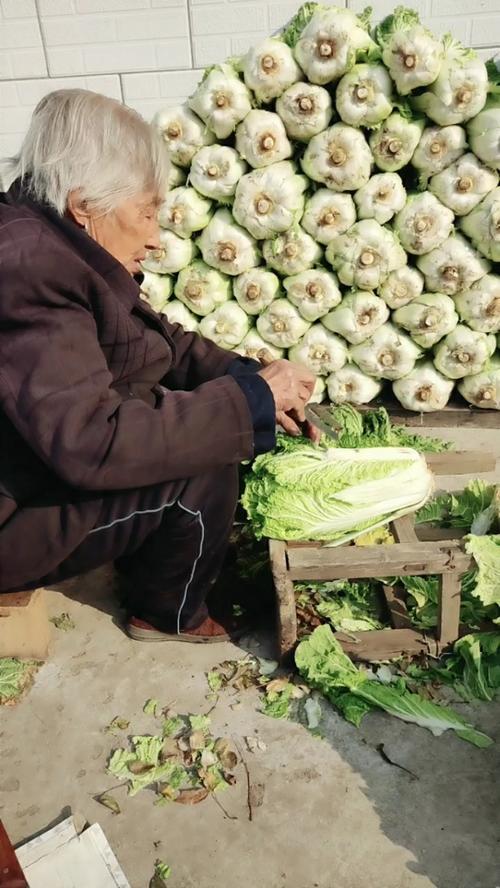 农村老人打理蔬菜照片的相关图片