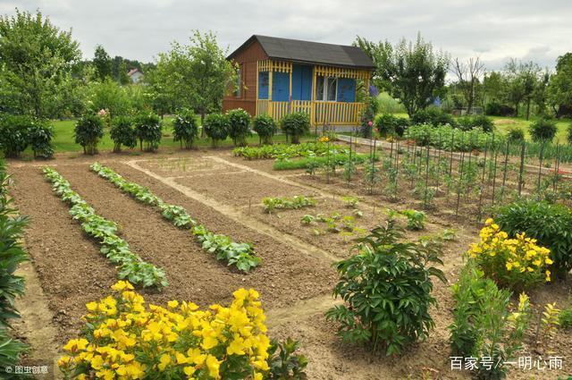 农村老房子种植蔬菜视频的相关图片