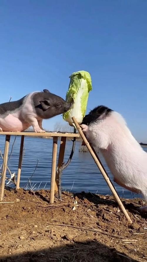 农村老母猪吃蔬菜视频全集的相关图片