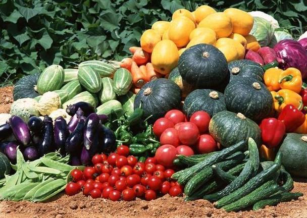 农村能种的水果和蔬菜图片的相关图片