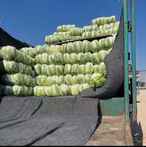 农村蔬菜4万斤怎么样的相关图片