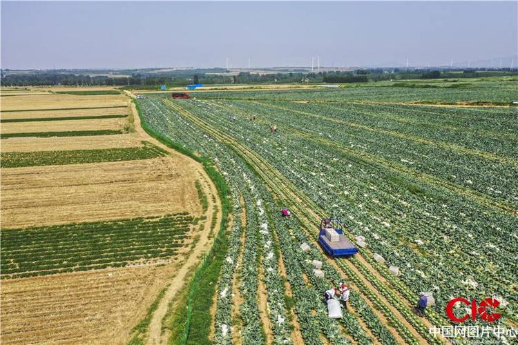 农村蔬菜产业示范的相关图片