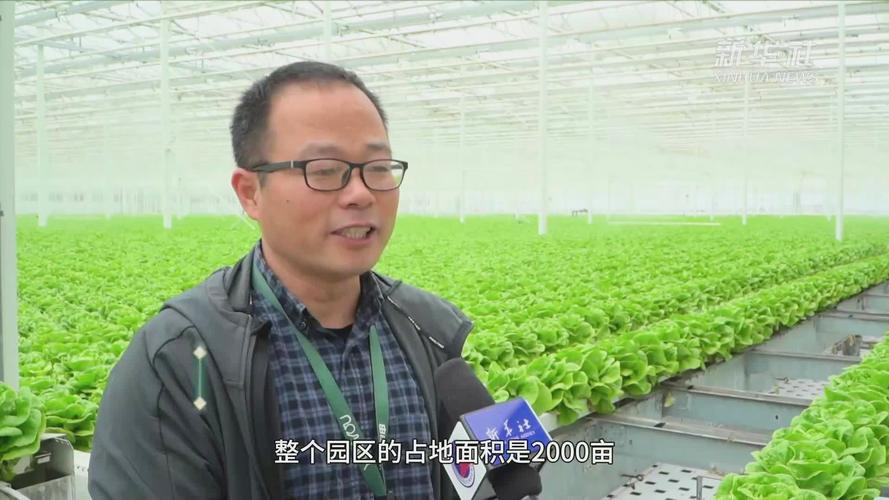 农村蔬菜工厂落户上海的相关图片
