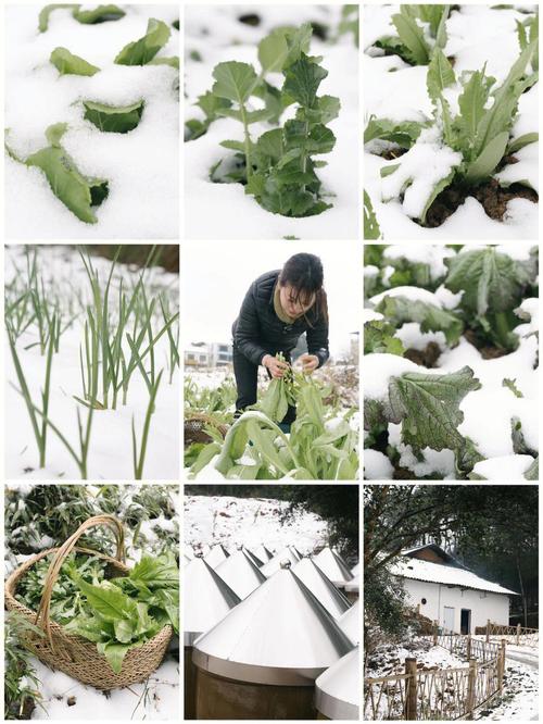 农村蔬菜怎么过冬的的相关图片
