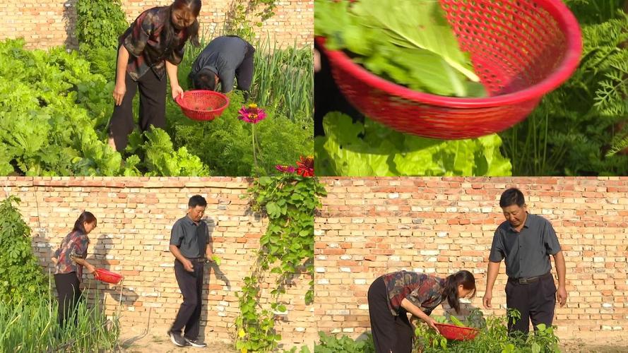 农村蔬菜生产的故事视频的相关图片