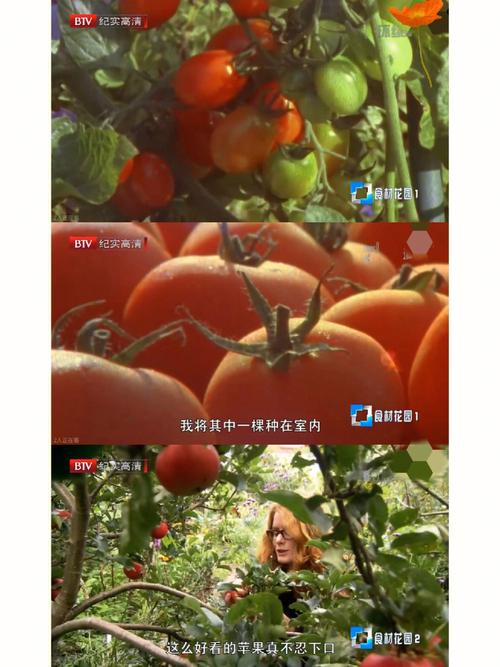 农村蔬菜种植纪录片有哪些的相关图片
