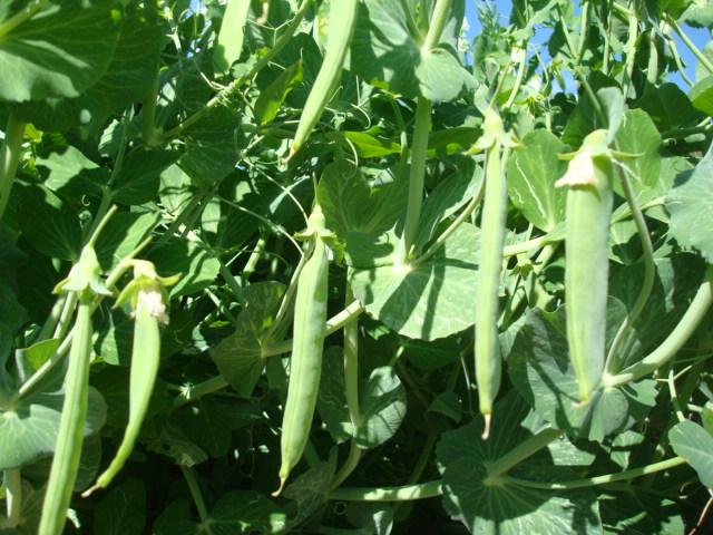 农村蔬菜豌豆的相关图片