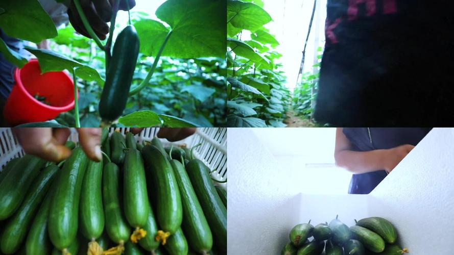 农村蔬菜黄瓜视频教程下载的相关图片