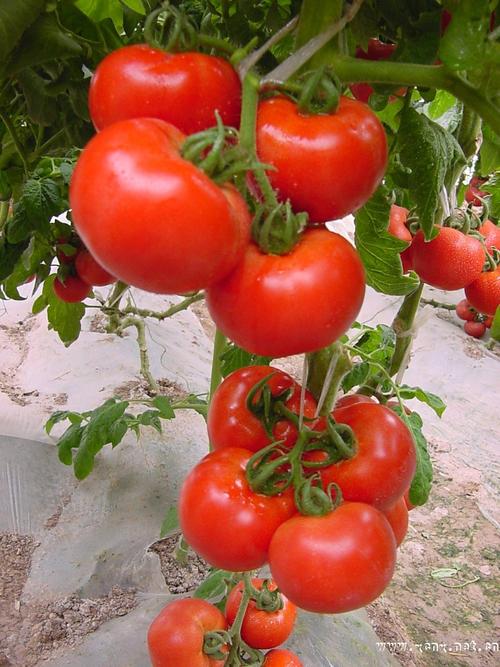 农村西红柿蔬菜的相关图片