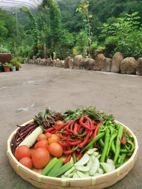 农村采摘蔬菜自己回家吃的相关图片