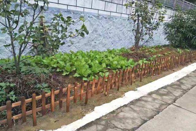 农村院墙种植蔬菜的相关图片
