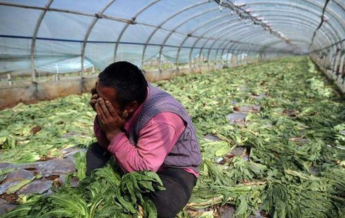 农村集市蔬菜滞销政策的相关图片