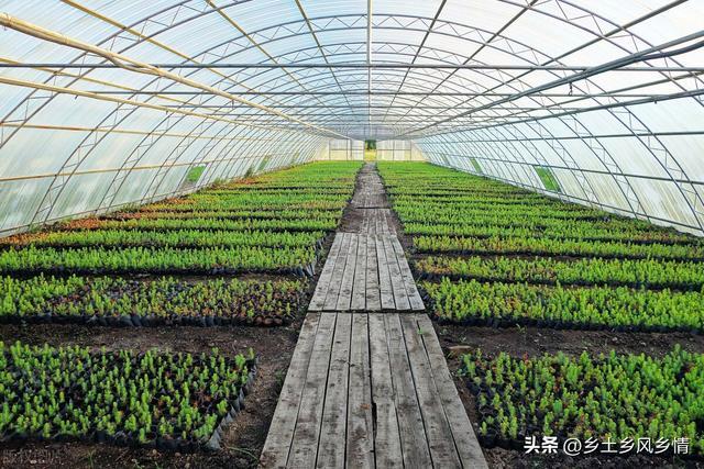 北京农村大棚种植蔬菜补贴的相关图片