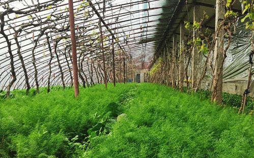 北京农村绿油油蔬菜大棚的相关图片